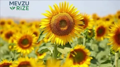 Ticaret Bakanlığı'ndan Önemli Açıklama: Ayçiçeği Tohumuna Uygulanan Gümrük Vergisi Süresi İleri Alındı!