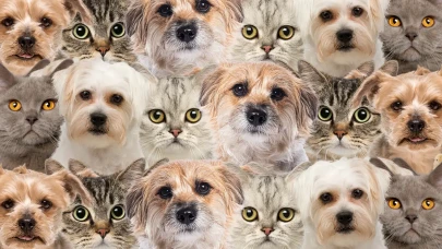 Zeka testi: Kedi ve köpeklerin içindeki tek civciv nerede" 800 kişi denedi 15'i başarılı oldu