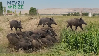 Mısır Tarlalarında Yaban Domuzu Tehdidi: Çiftçiler Gece Gündüz Nöbette!