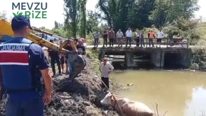 Bartın'da Su İçmek İsterken Tehlike Atlatan İneğin Şaşırtan Kurtuluşu!