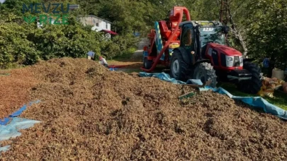 Fındık Hasadı Tamamlandı, Günlük Ücret 6 Bin TL Olan Yeni Çalışma Dönemi Başladı!