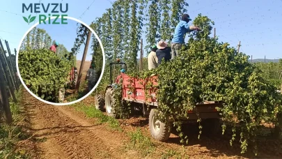 Türkiye'nin Tek İlçesindeki Özel Bitki: Hasat Zamanı Geldi, Kolonyasına Kadar Üretildi!