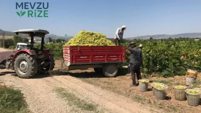 Üzüm Üreticileri Yön Değiştiriyor: Hasat Dönemiyle Ürünler Fuar Alanlarında Görücüye Çıktı!