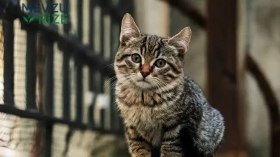 Sultangazi'de Komşular Arasında Yavru Kedi Nedeniyle Gerginlik!