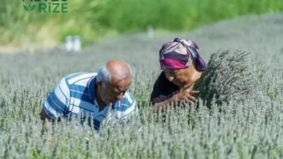 '7 Yıllık Lavanta Bahçesinde Hüzün Dolu Veda: "Eşim Hepsini Söküp Atacak" Dedi, Gözyaşlarına Boğuldu!'