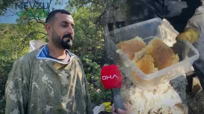 Su Kaynaklarını İzleyerek Zirvelere Tırmanıyorlar: Ağaç Kovuğunda Bulunan Altın Gibi Hazine