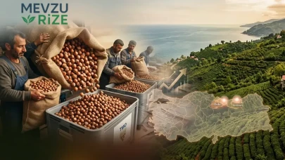 Fındık üreticisinin gözü kulağı buradaydı! Karadeniz'de fındık mesaisi başladı... TMO depoları açtı, üretici ilk ürününü teslim etti