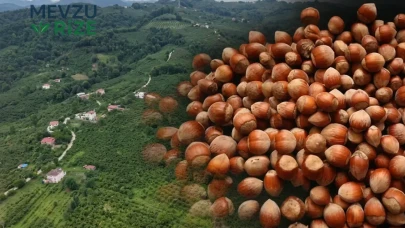2026 Yılı Samsun Fındık Hasat Takvimi Belirlendi! Fındık Toplama Tarihleri ve İhraç Planı İlçe İlçe Açıkladı!