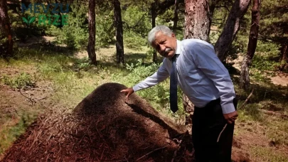 Yozgat'ta keşfedilen dev karınca yuvaları, 1 metreyi aşan boyutlarıyla dikkatleri üzerine çekiyor!