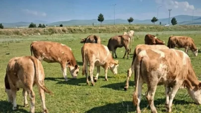 Ağrı'da Büyükbaş Hayvan Hırsızlığı! 25 Büyükbaş Kayıplara Karıştı