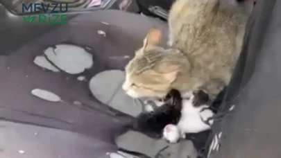 Mersin'de İlginç Bir Vaka: Açık Camda Kedi Yavruladı!
