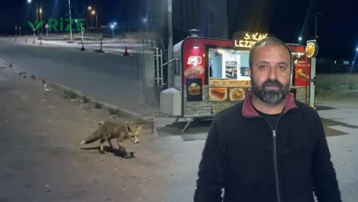 Sivas Cumhuriyet Üniversitesi Kampüsü'nde Kokoreç Bağımlısı Tilki Gündem Oldu!