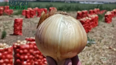 Soğan Ekimi Yüzde 40 Düştü, Fiyatlar Zirveye Çıktı!
