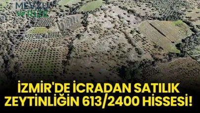 İzmir'de İcraya Çıkan Zeytinliğin 613/2400 Hissi Satışa Sunuldu!