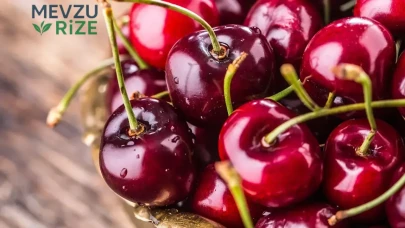 Kirazda rekolte arttı: Gözler yeniden Çin pazarında