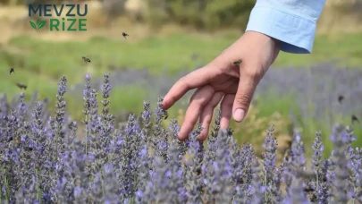 Lavanta Üretimi 1450 Metrede Yükseliyor: Doğanın Zarafeti Zirveye Çıkıyor!