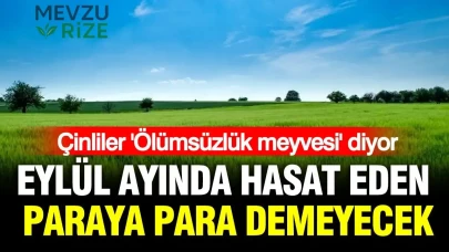 Eylül'de Hasat Edilen 'Ölümsüzlük Meyvesi', Çin'de Yükselen Ekonominin Anahtarı Olacak