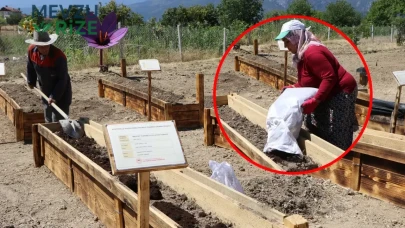Gramı altınla yarışıyordu, rekolteyi yüzde 40 vuruyordu: Dünyanın en pahalı baharatı için dev operasyon