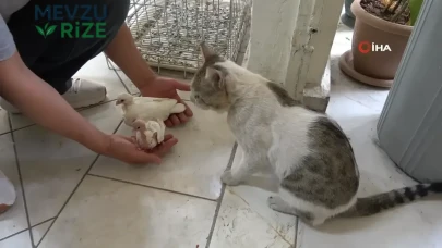 Diyarbakır'da güvercin otelinde yaşayan vejetaryen kedi Bulut