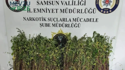 Samsun Bafra'da Uyuşturucu ile Mücadele: 1.655 Kök Kenevir Ele Geçirildi