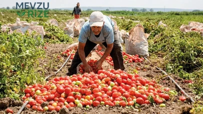 Domates Üretimi Artıyor, Çiftçilerin Borçları Rekor Düzeyde!