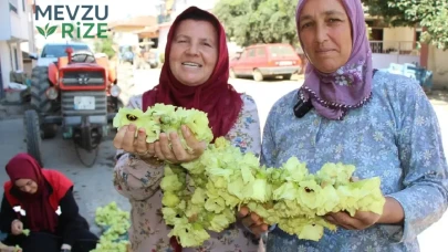 Amasya’nın Fıstığı Piyasayı Salladı: Kilogram Fiyatı 1.400 Lirayı Geçti!