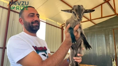 Cüce Keçilerle Başlayan İlginç Hikaye: 2 ile Başladı, 90 Başlığa Ulaştı; Ne Etleri Ne de Sütleri Tüketiliyor!