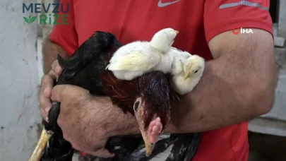 Ordu’da Horoz, Kuluçkaya Yatarak 5 Civciv Dünyaya Getirdi!
