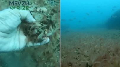 Antalya Kıyılarında Denizin Dibi Peltemsi Bir Tabakayla Kaplandı: Bu Durum Ne Anlama Geliyor?