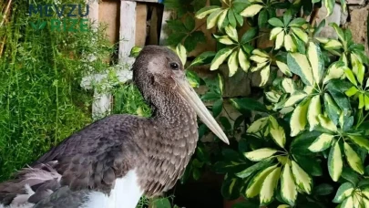 Dere Kenarındaki Nadir Kuş: Uçamaz Halde Keşfedildi!