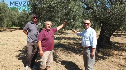 Zeytin Üreticileri Hazine ve Maliye Bakanlığı'na Yazılı Taleplerini İletiyor