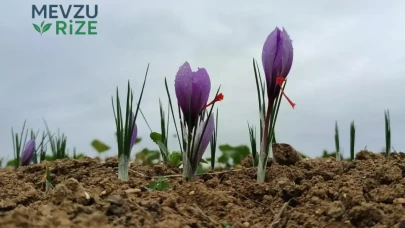 Baharatın Kilosu 600 Bin Liraya Ulaşıyor! Altın Değerinde Yeni Sezon Heyecanı Başladı