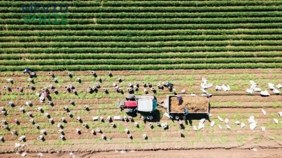 Tarım Sektörüne 106 Milyarlık Destek: Yılın İlk Yedi Ayında 2.9 Milyon Çiftçiye Yardım Yapıldı!