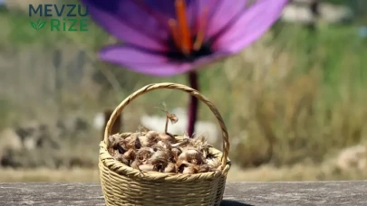 80 bin çiçekten yalnızca 500 gram elde ediliyor: Fiyatı 600 bin lira!