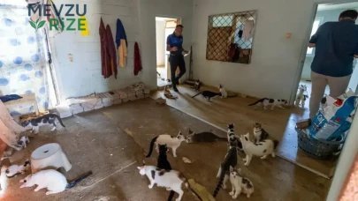 Mersin'de Korkutan Kedi İstilası: Bir Evden 100 Kedi Çıktı!