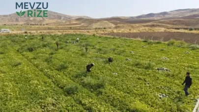 Kavun Hasadı 2023'te Yükselişe Geçti: Rekolte ve Kalite Artışı Gözlemlendi!