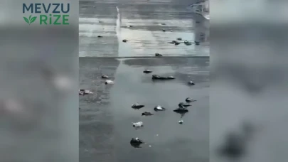 Tarragona’da Fırtına ve Dolu, Yüzlerce Güvercinin Ölümüne Neden Oldu!