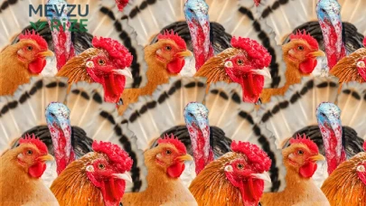 700 Kişilik Zeka Testinde Sadece 11 Kişi Başarıya Ulaştı: Tavuk ve Hindideki Tek Ördek Nerede?