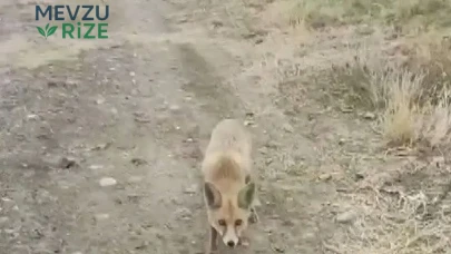 Tilkiyle Karşılaşan Vatandaş, Sevimli Dostuna Çerez İkram Etti