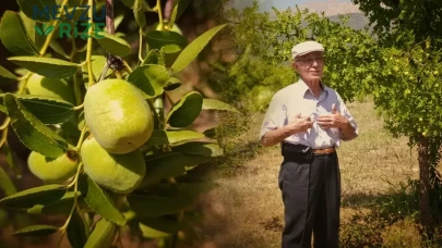 Ölümsüzlük meyvesi olarak biliniyor, üç asırlık ağaçlar ürün vermeye devam ediyor