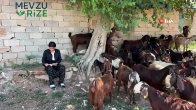 Kumlu'da 5 Keçi ile Yola Çıkan Girişimci, Şimdi 30 Keçi ile Başarıya Koşuyor!