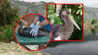 Otlatma alanında çırpınırken buldu! Kanadındaki detay yürek burktu: Nadir görülen karaleylek koruma altına alındı