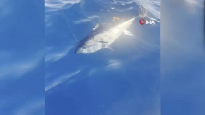 Denizlili Girişimcinin Oltasında Fransızların Peşinde Olduğu Dev Orkinos!