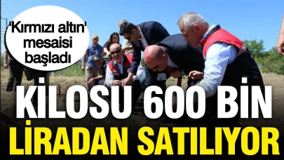 Türkiye'de Kırmızı Altın Fiyatları 600 Bin Lira ile Rekor Kırıyor!