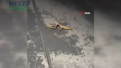 Kahramanmaraş'ta kaputuna konan peygamberdevesine türkü söyledi