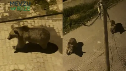 Kars'ta Sıra Dışı Görüntü: Ayılar Mahalleye Girdi!