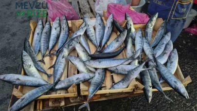 Palamut Balığı Fiyatında Düşüş, Pazarlarda Yoğun İlgi! 75 Liraya Alıcı Buluyor!