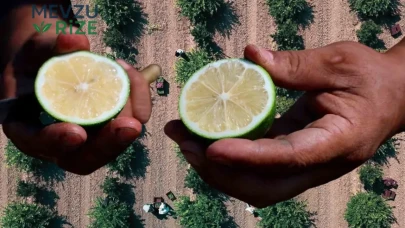 Limon tarlada bol, fiyatı şaşırttı! Hasat başladı, rakam belli oldu