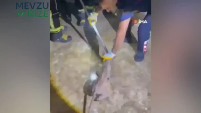 Osmaniye'de Şaşkınlık Yaratan Durum: Bir Apartmanın Üçüncü Katından Tilki ile Karşılaşıldı!
