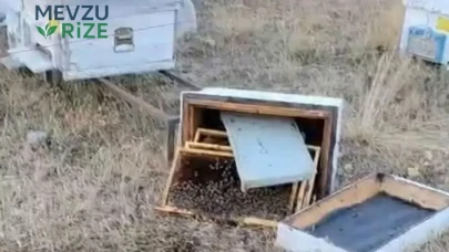 Konya'da ayı kabusu : Kovanları parçalayıp zarar verdiler